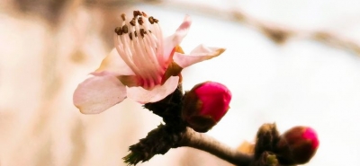 他山之玉 ｜大鹏诗书画院诗词选（颂梅等四首）