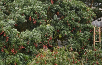 散文｜张庆林：阳春三月景来早