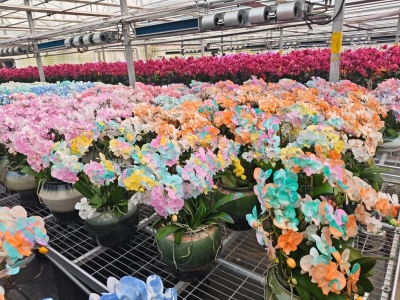 新春走基层｜山东青州：“花样经济”激活春节消费新活力