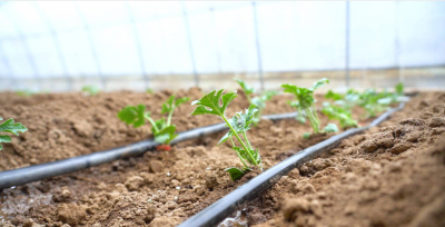 武城镇肖邢王庄村 | 抢抓好天气 西瓜定植忙