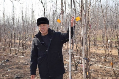 新春走基层 | 德州市红枣产业首席专家李秀营团队：攻克枣疯病！ “天光”持证上岗