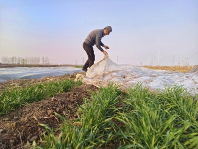 武城：晚播小麦用上“保温被” 
