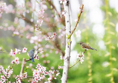 诗 | 袁延民：康博大道漫步