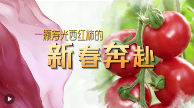 新春走基层丨西红柿村保供竞速跑：12小时抵京，24小时到大湾区 