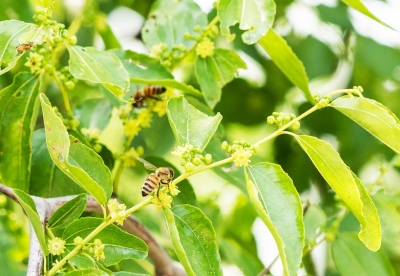 散文｜徐茂林：金丝缘 · 金石情 —— 枣乡战友李进刚的篆刻人生