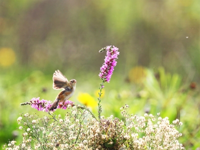 散文｜王立新：和平弥足珍贵