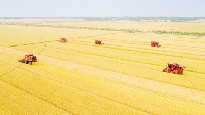 德州粮“法”丰盈“齐鲁粮仓” 