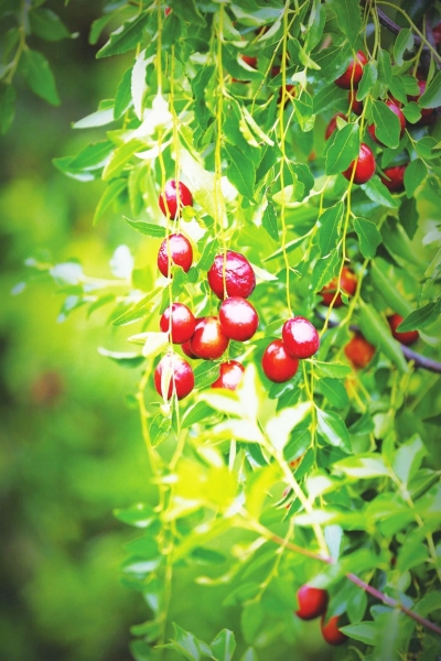 访诗人格式｜梵君：诗歌使我们重新“看见”