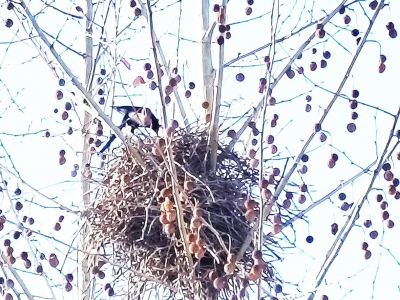 散文｜王玉芹：窗外喜鹊筑巢记