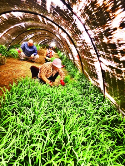 乐陵丁坞镇：大棚韭菜热销京津冀