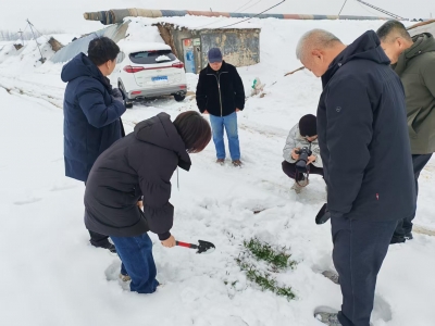 德州农技专家：于小麦而言，这是一场瑞雪