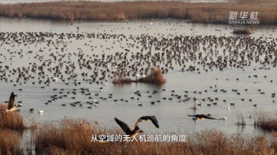 世界水日·黄河首尾对话｜黄河入海口：候鸟的选择 