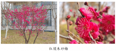 别再只叫梅花了！一文认清德州常见梅花品种