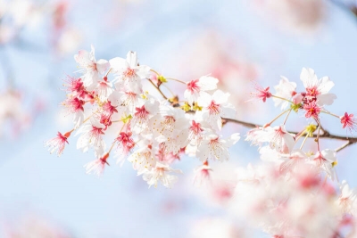 灼言｜山东如何把“花经济”玩出花