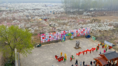 德报读图 | 夏津黄河故道梨花开了