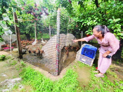 乐陵扎实开展林地资源整合利用—— 林下生金铺就百姓致富路