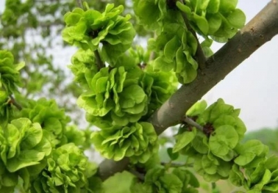 散文 | 李慧善：榆钱