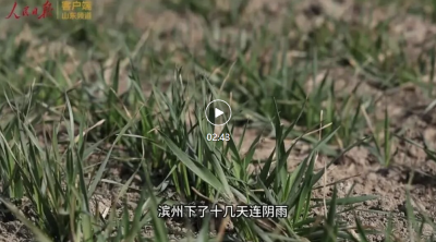 我从山东来① | 一位农业代表的独白：只为地里多打粮！