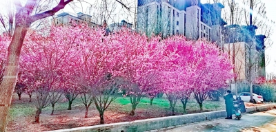 散文｜贾敬德：我为仲春录个像