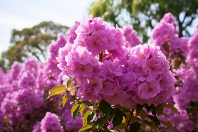 散文｜石继勇：花事如诗