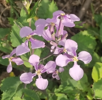 散文 | 李凤林：二月  蓝是谦卑的