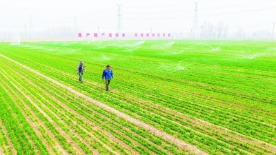 德报读图 | 禹城：田畴染新绿  春管正当时
