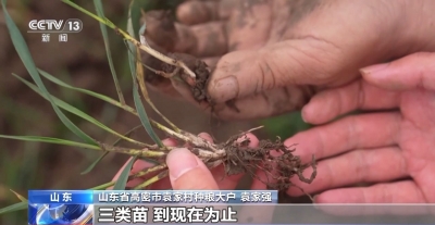 视频丨晚播麦吃上“营养餐” 山东精细化田管助小麦“强筋健骨”