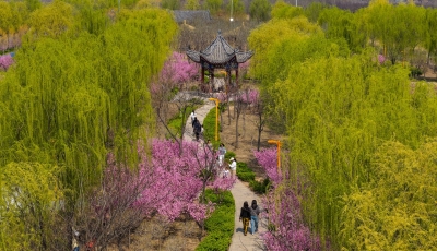 乐陵：踏青赏花 乐享春光