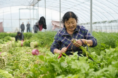 禹城新型农业经营主体近2800家 带动农户超7万户 | 特色产业串起共富链