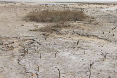 全国两会，山东代表团重点推介！东营“鸟浪”从刷屏热搜到生态金名片