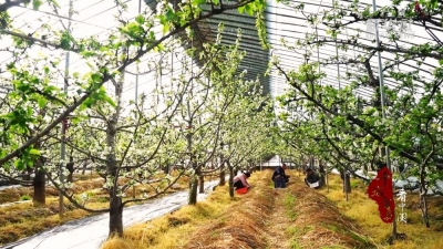 千城百县看中国｜山东潍坊：樱桃树下菌菇飘香