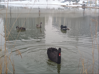 喜添三丁！德州月湖公园：黑天鹅7口之家“迎客”