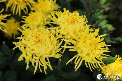 诗 | 张季国：咏菊