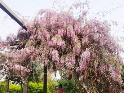 散文 | 李凤林：紫藤垂蔓  廊下情语