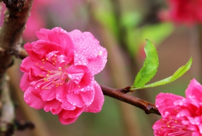 散文｜王玉芹：心雨，在梦里如愿