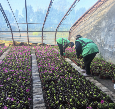 德州园林：自主繁育2万余盆草花，扮靓城市街头