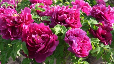 从“一朵花”到“一条链”，菏泽牡丹总产值突破130亿元