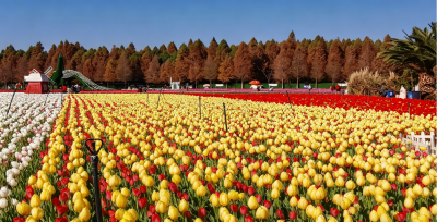 德州财金郁金香花海基地4月8日开园