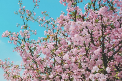 散文｜孙可：桃花三月醉春风