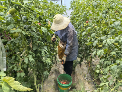 富民产业拔节长高 | 陵城区糜镇喜迎丰收“柿”景