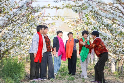 乐陵市铁营镇：梨花飘香沐新风