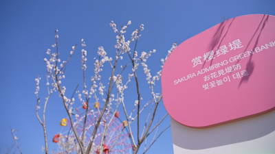春日踏青正当时 | 德州欢乐花谷樱花盛放迎客来