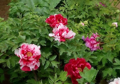 散文｜贾敬德：国色照我心