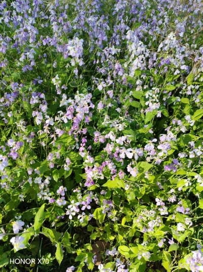 散文｜马玉凤：墙根下的二月兰