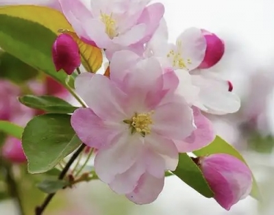 诗｜于清东：七绝 • 咏春花