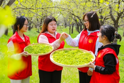 乐陵：科技小院助力枣树变“茶树”