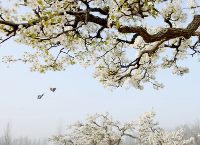 散文｜石继勇：不负花期