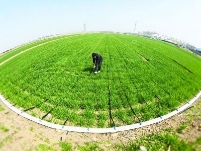 新农人的“春管经” ：齐河县金穗合作社农业生产一线见闻