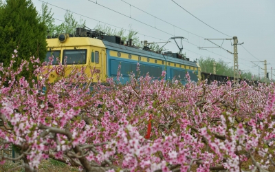 散文｜石继勇：花  悟