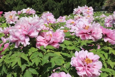 诗｜张玲：春日赏花（外二首）